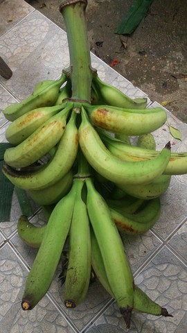 BANANA GIGANTE