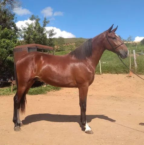 Cavalo alazão tostado de marcha picada - Cavalos e acessórios - Mata de São  João 1246892923