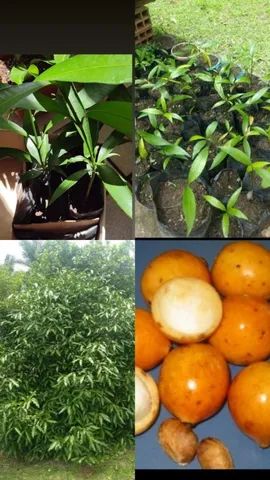 Mudas de achachairu  - Foto 2