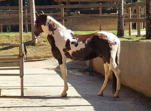 Tatuí recebe exposição de cavalos da raça mangalarga, Itapetininga e  Região