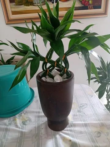 Bambu da sorte - Foto 2