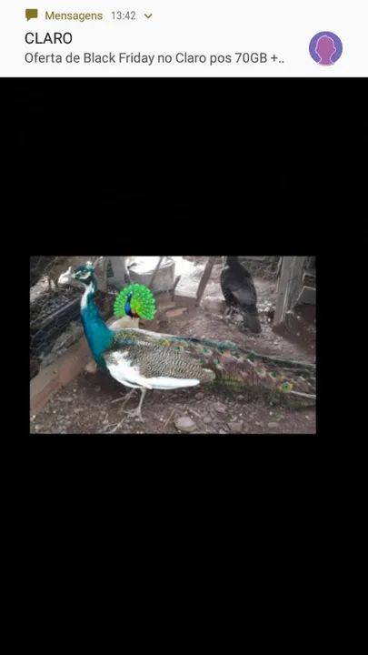 Ave ornamentais - Foto 2