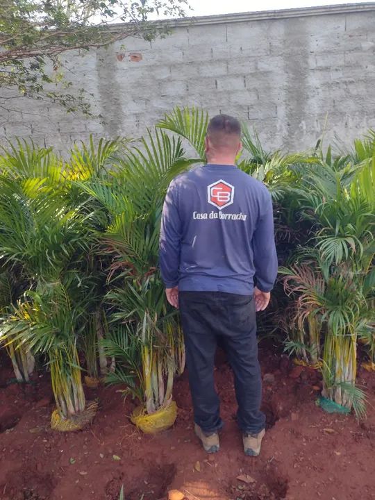 Palmeira Areca bambu - Foto 3