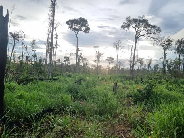 VENDO 100 ALQUEIRES NA VILA DO SAMUEL - Foto 10