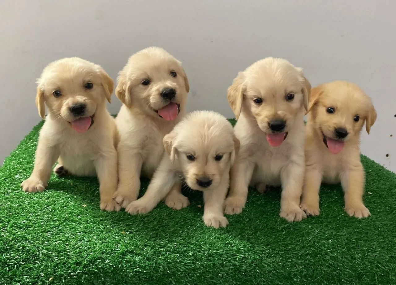 Golden Retriever - Lindos! Filhotes confira!