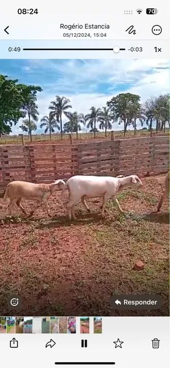 3 Cordeiros para venda - Foto 2