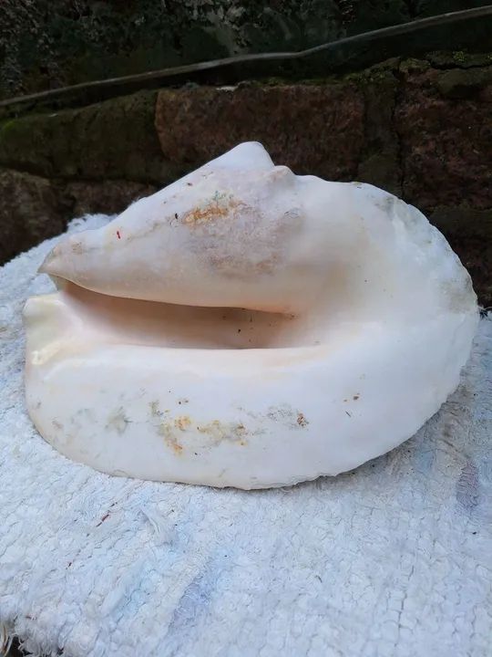 Concha do mar gigante - Foto 2