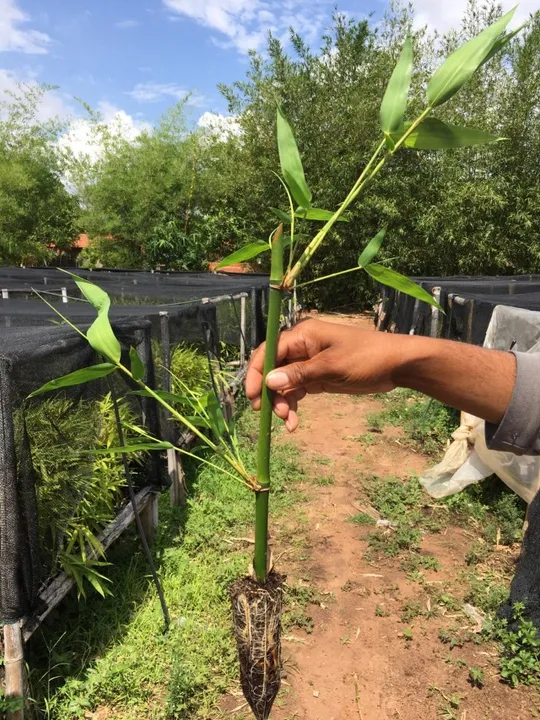 Mudas de Bambu