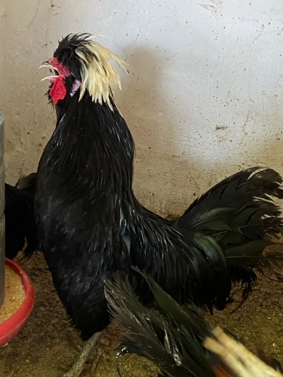 Galo Ornamental da Raça Polonesa