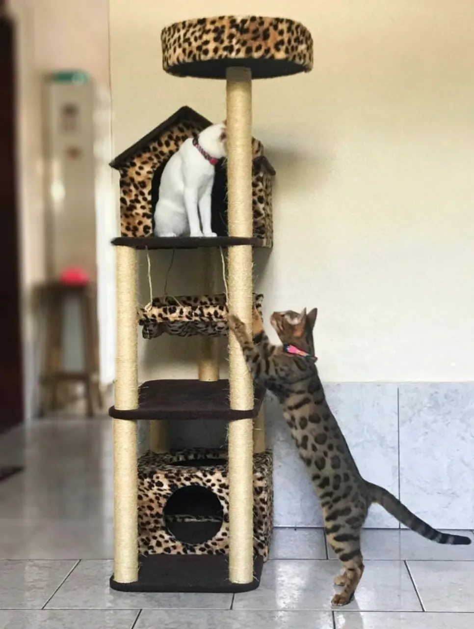 Arranhador para gato Árvore com Design Exclusivo