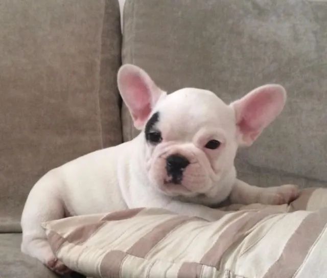 Bulldog Francês - Fêmea branca- Para adquirir seu pet, nos contate- 11 960.16.49.76