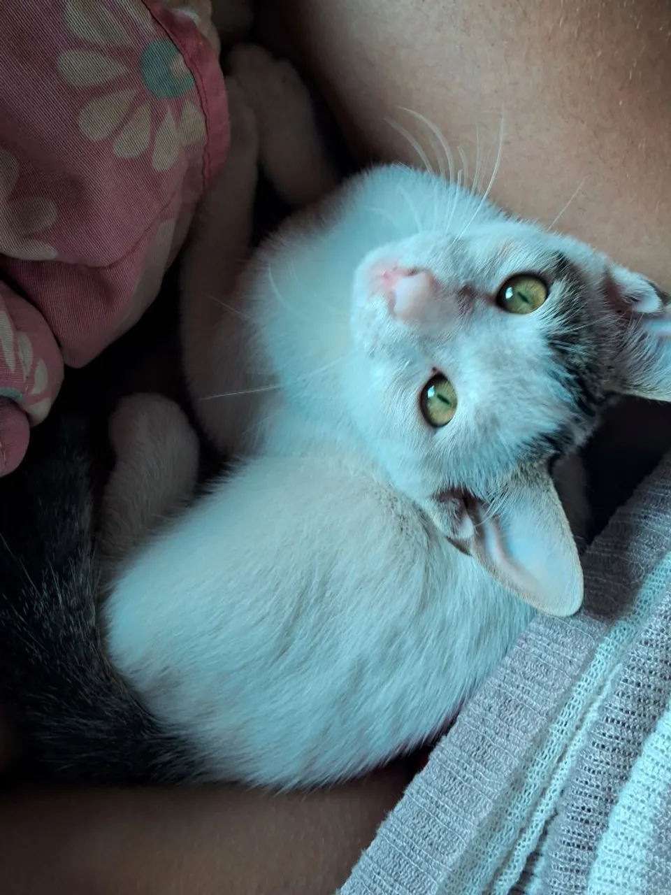 Gatinho, doação responsável
