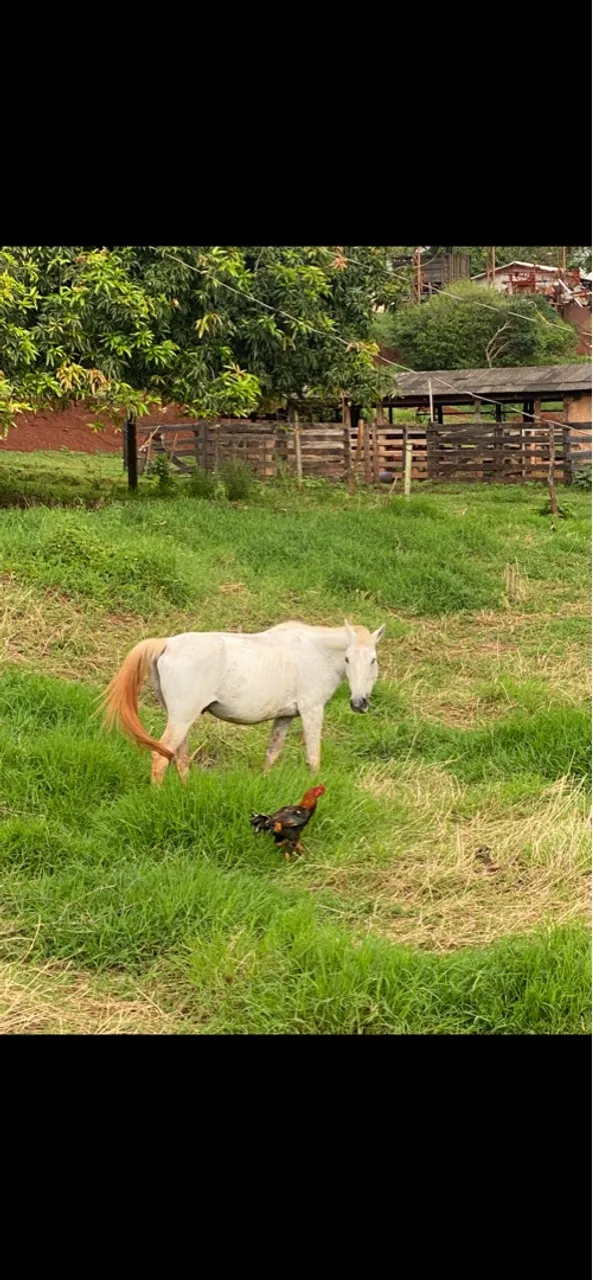 cavalo