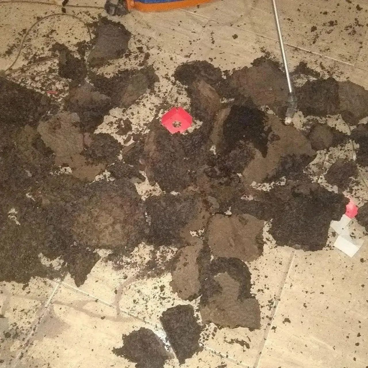 Gomes dedetização  - Foto 5