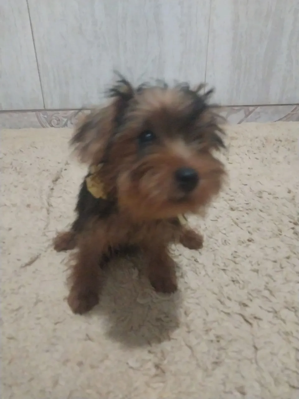 Filhote de Yorkshire Terrier -raça pura