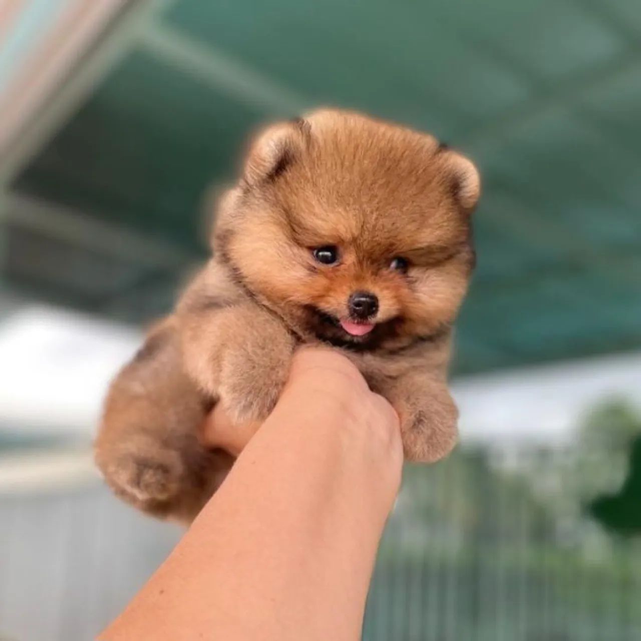 Lulu da Pomerânia Fêmea Anãzinha Perfeita  - Foto 4