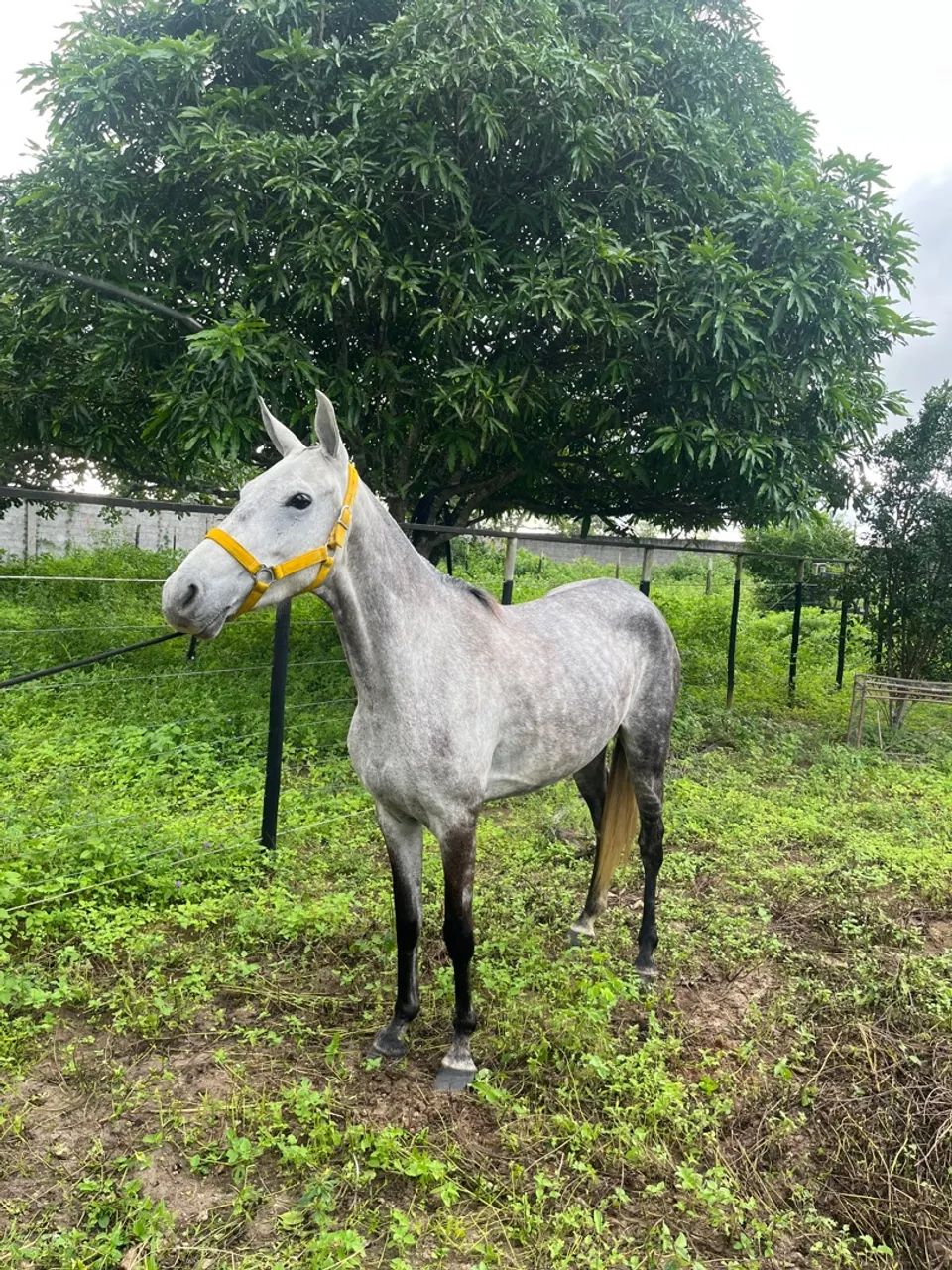 Egua Mangalarga Machador