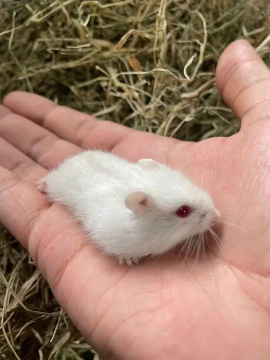 Hamster anão russo e sírio  - Foto 2