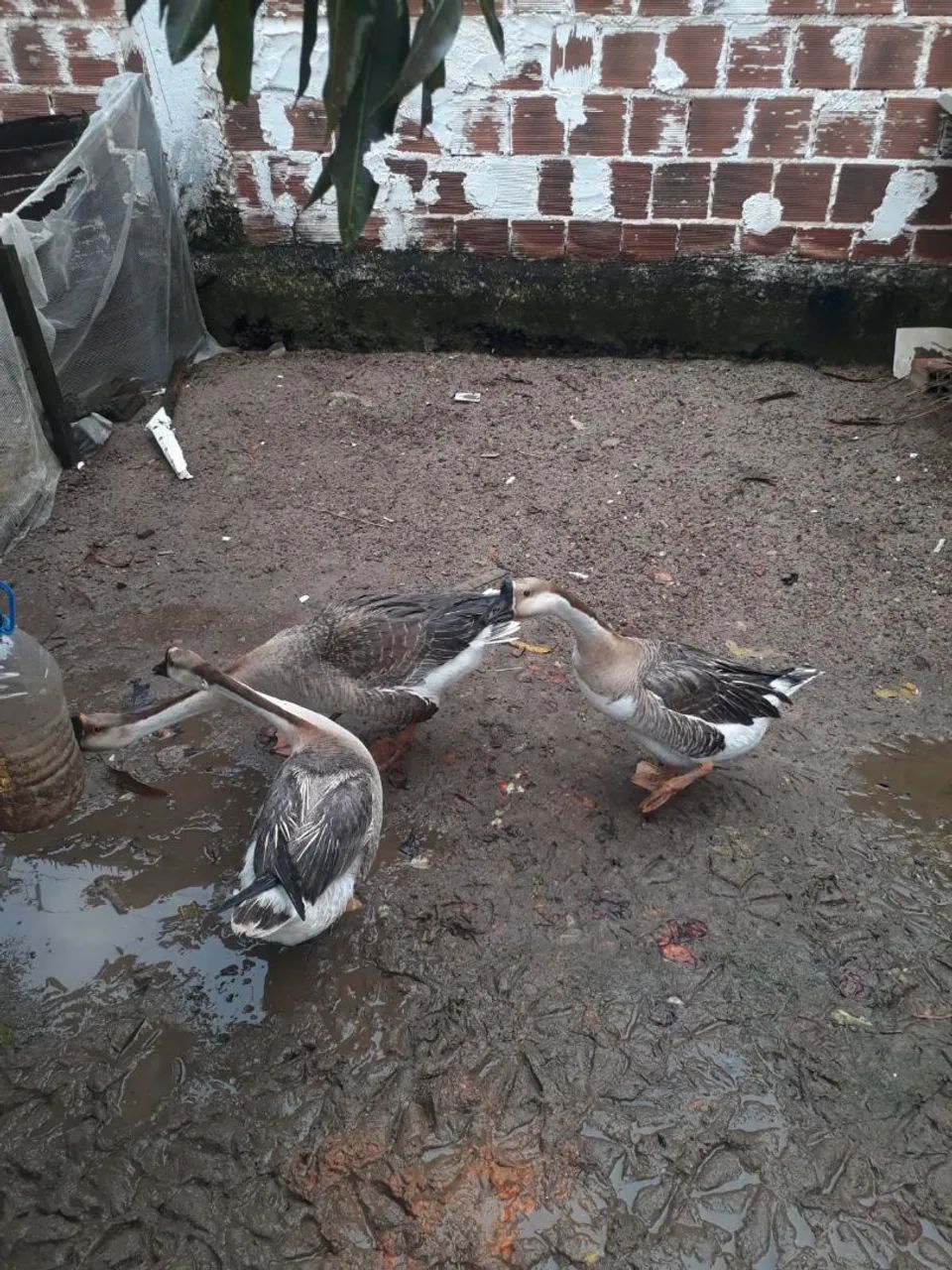 Ovos férteis d ganso sinaleiro pardo  - Foto 2