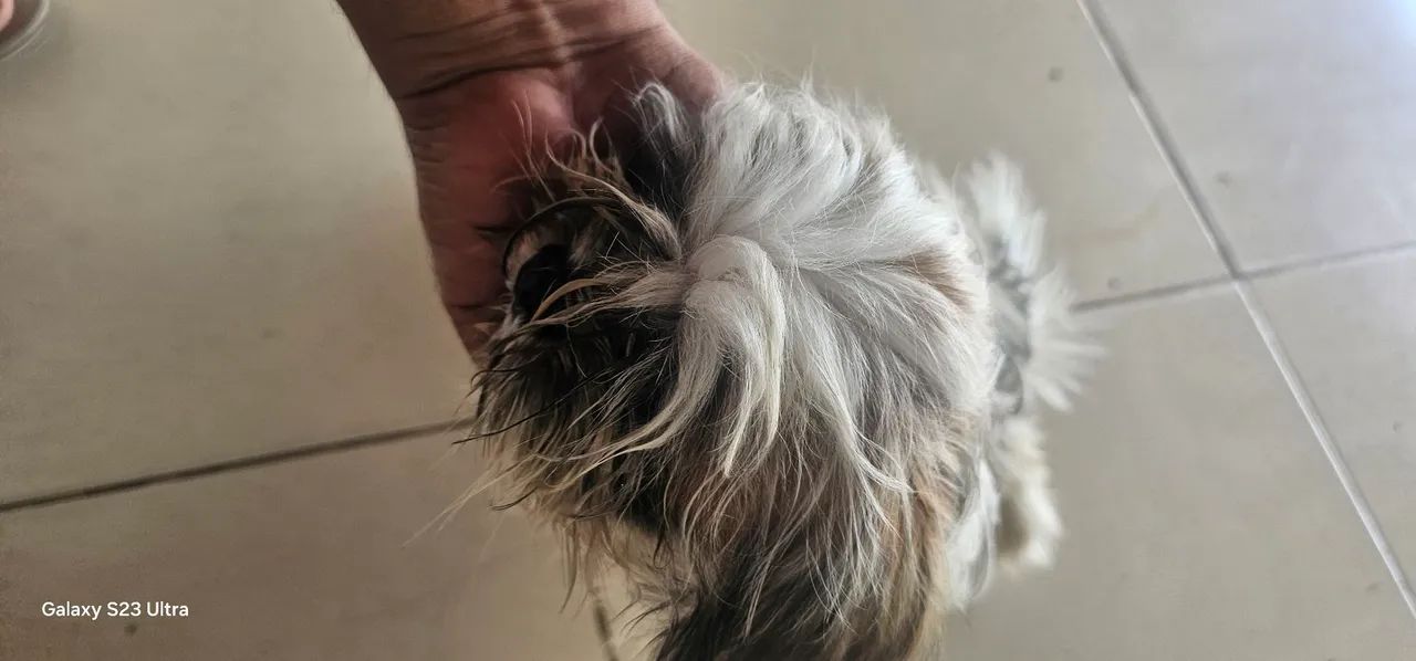 Shits muito lindo e docio  - Foto 4
