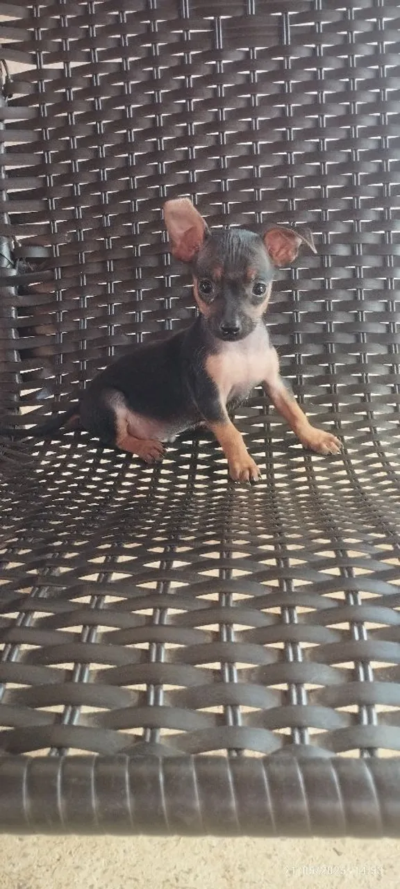 Filhote de Pinscher Miniatura - Pelúcia!