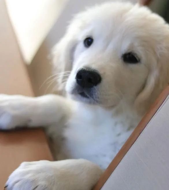 Curioso Filhote Golden Retriever / Doguinho saudável e feliz!