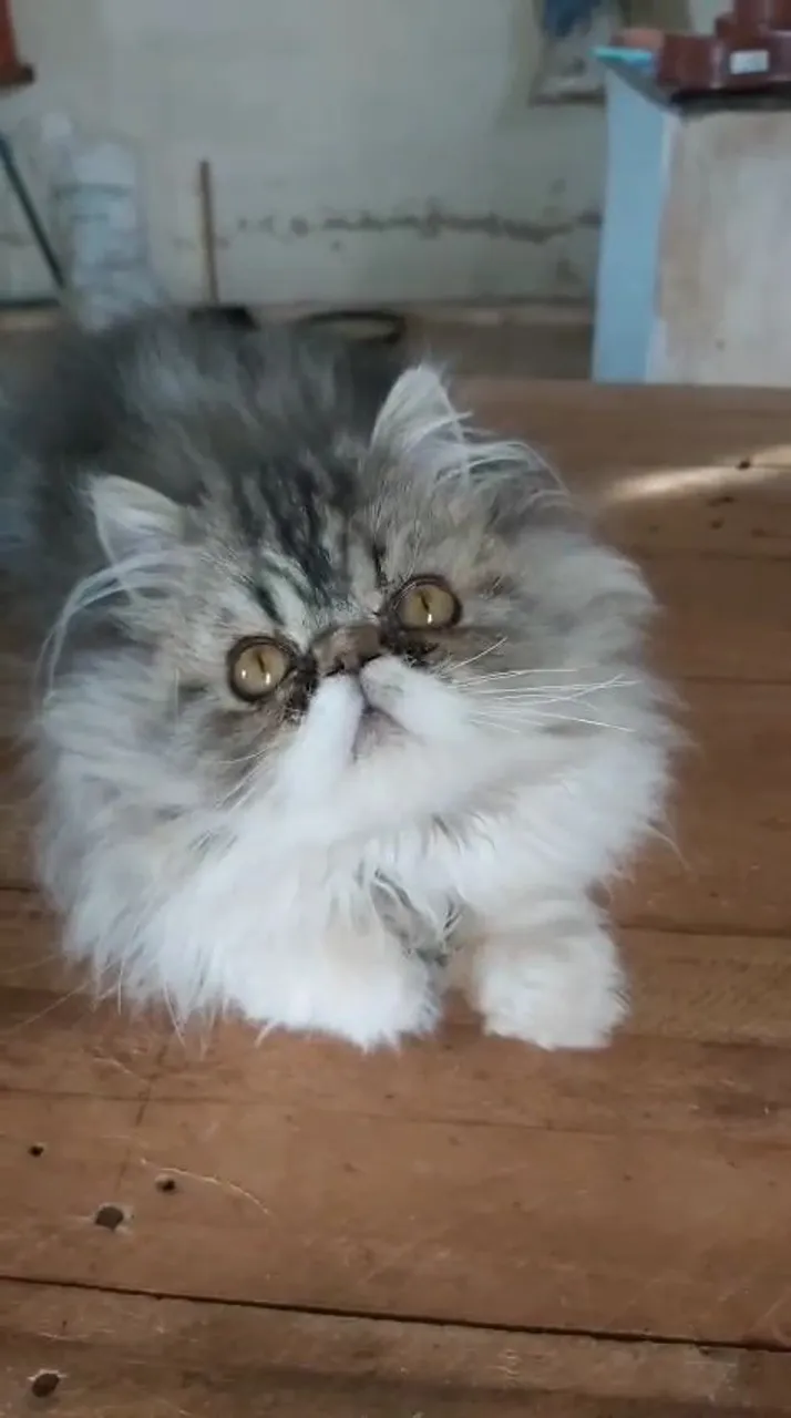 Gato Persa Fofo e Peludo