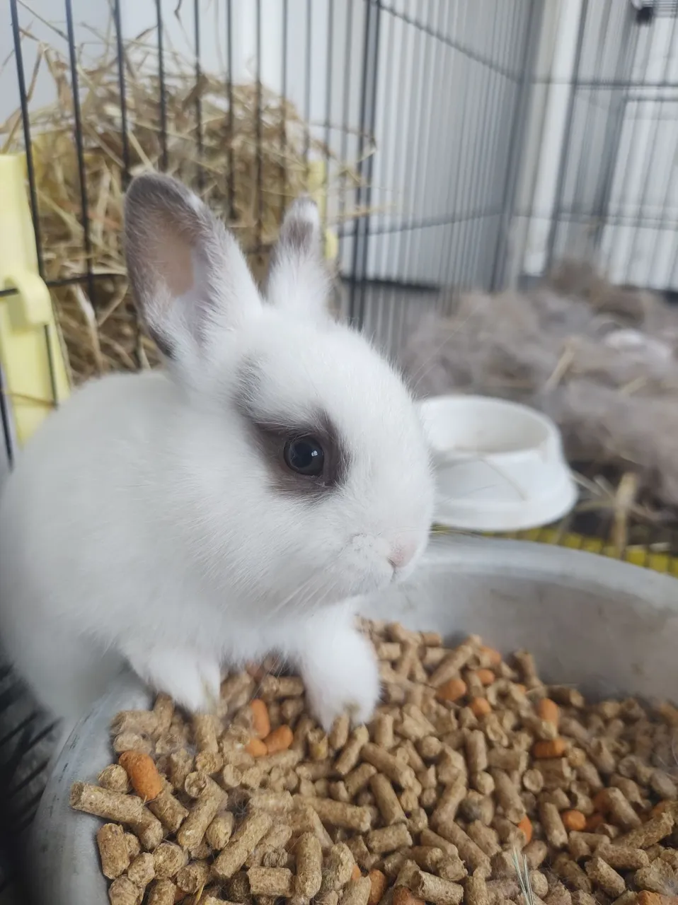 Coelhinho Mini: Pelúcia de Orelhas! ?