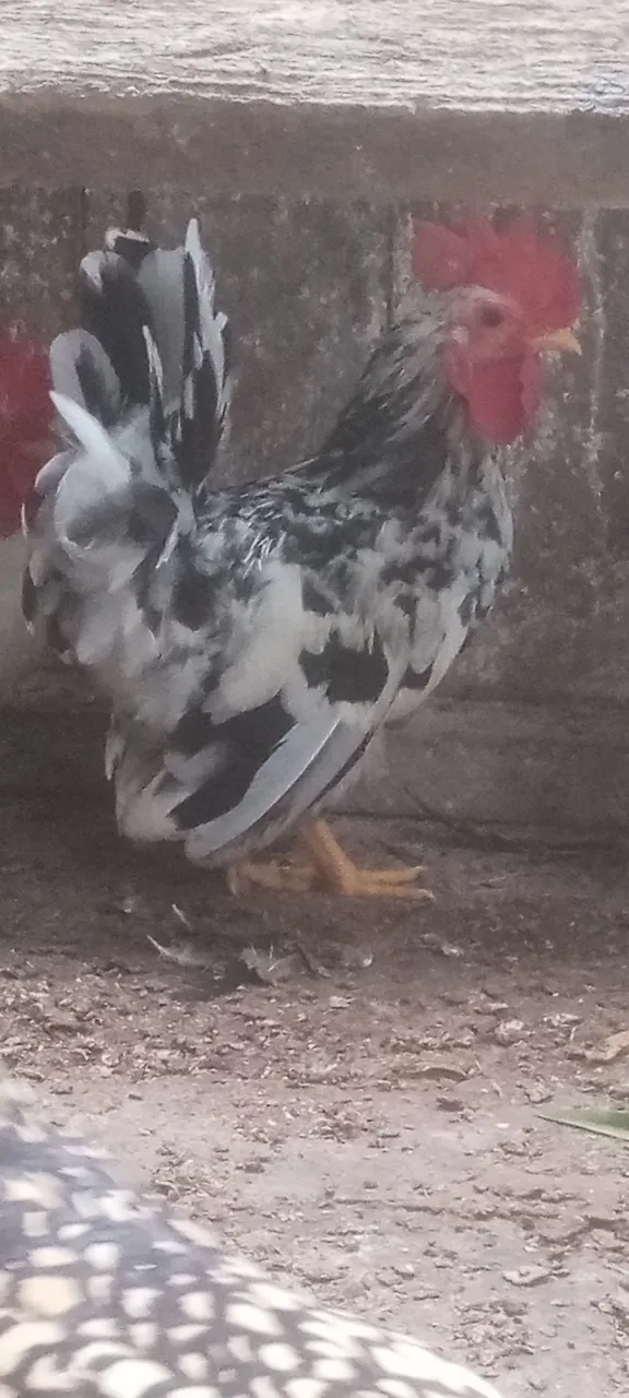 Galo Ornamental - Raça Exótica Nagasaki 