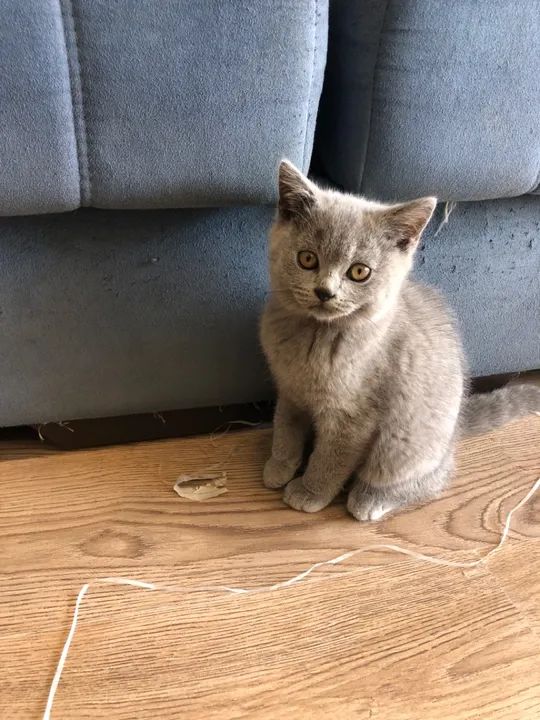 Gatinhos da raça British Shorthair Cinza Fofos de mais!