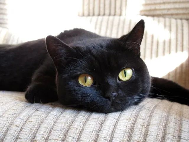  British Shorthair Fêmea Filhotes Encantadores na Cor Preto - Foto 2