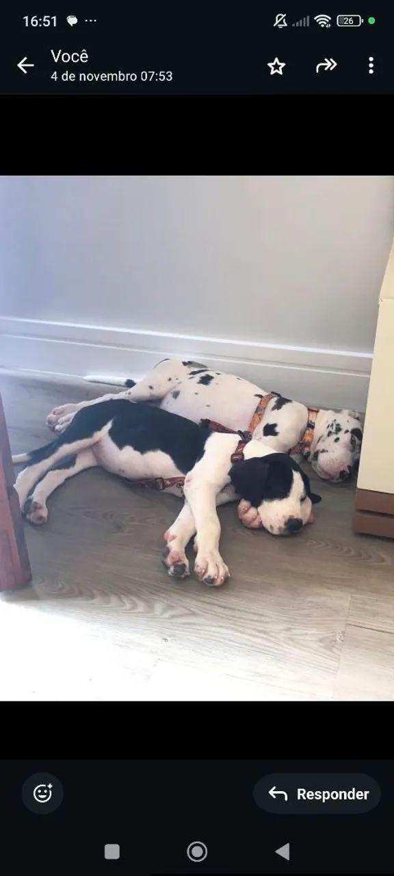 Filhotes Dogue Alemão Gigante  - Foto 3