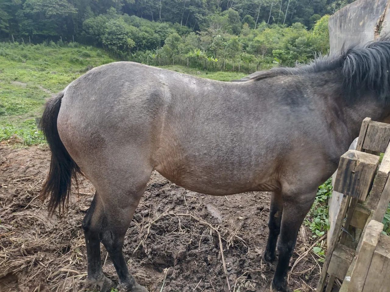 Potra, égua - Foto 3