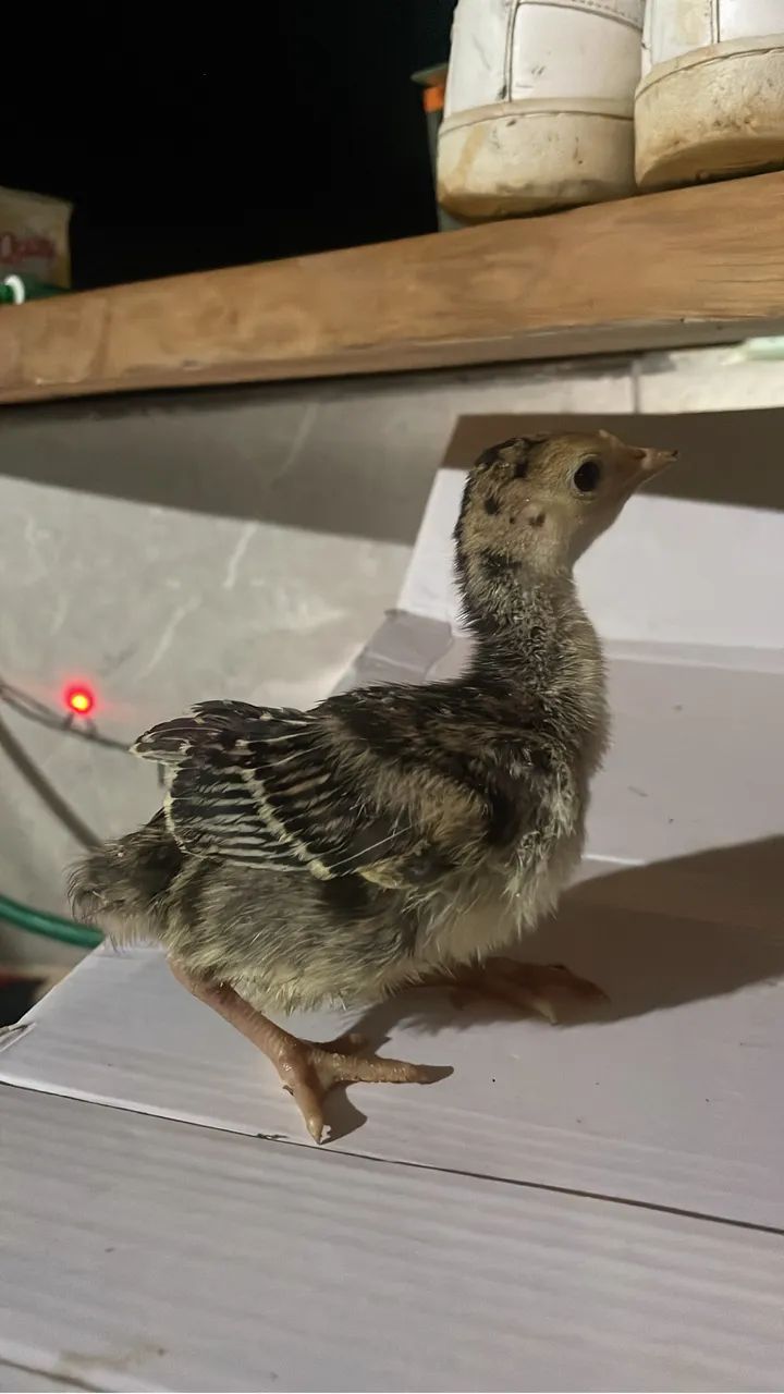 Perus com 1 mês e outros com 3 meses 