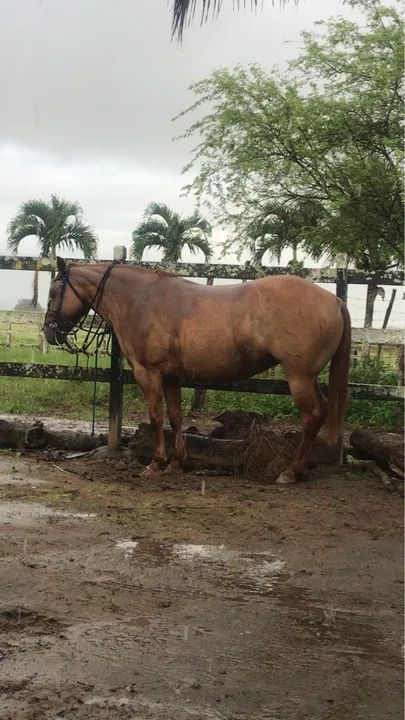 Égua meio sangue - Foto 6