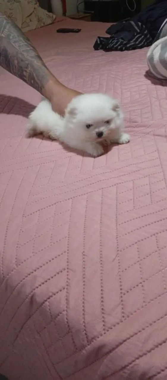 Filhote de Spitz Alemão - Lindo e Fofo! - Foto 3