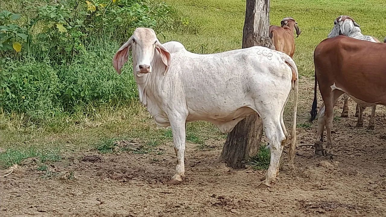 Novilhas gir leiteiro  - Foto 6