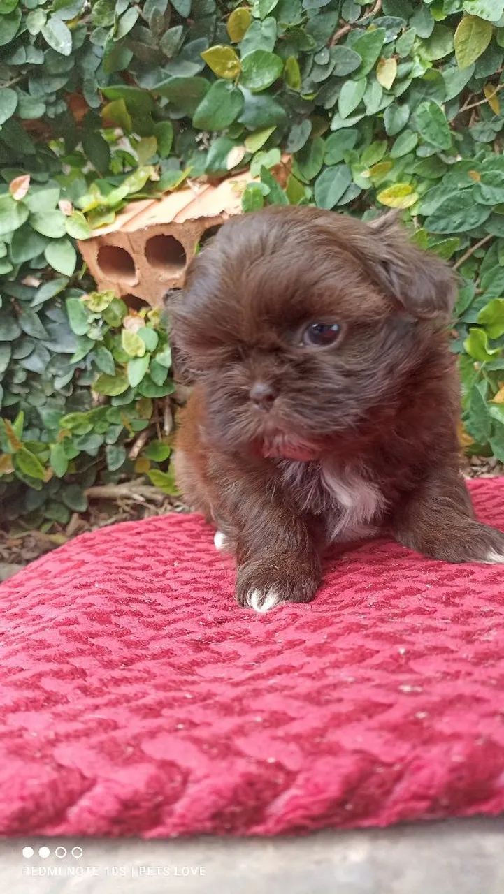 Filhote Shih Tzu fêmea  - Chocolate