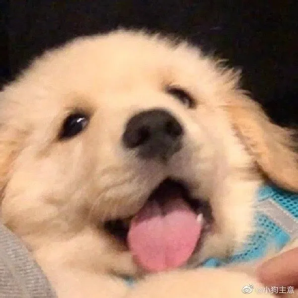 Golden Retriever - Muita fofura! Neste feriado