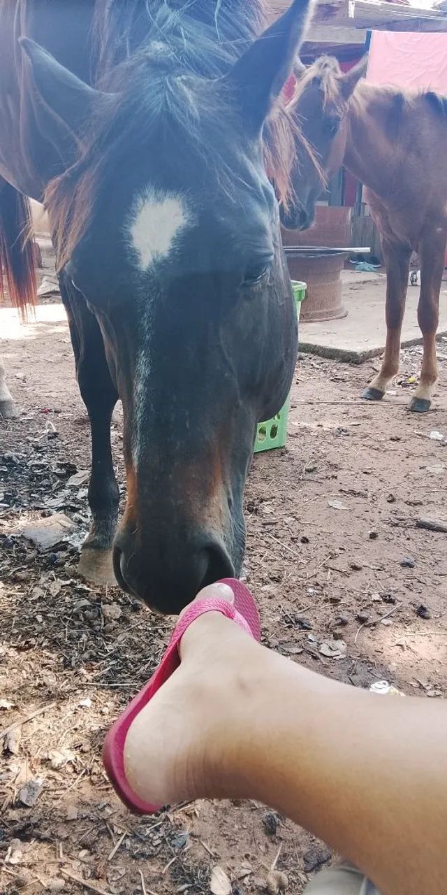 Vende se cavalo registrado 