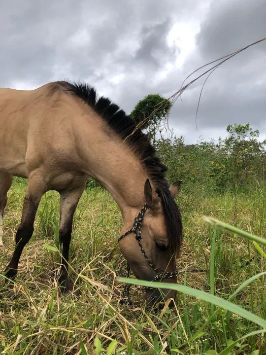 Vendo égua - Foto 3