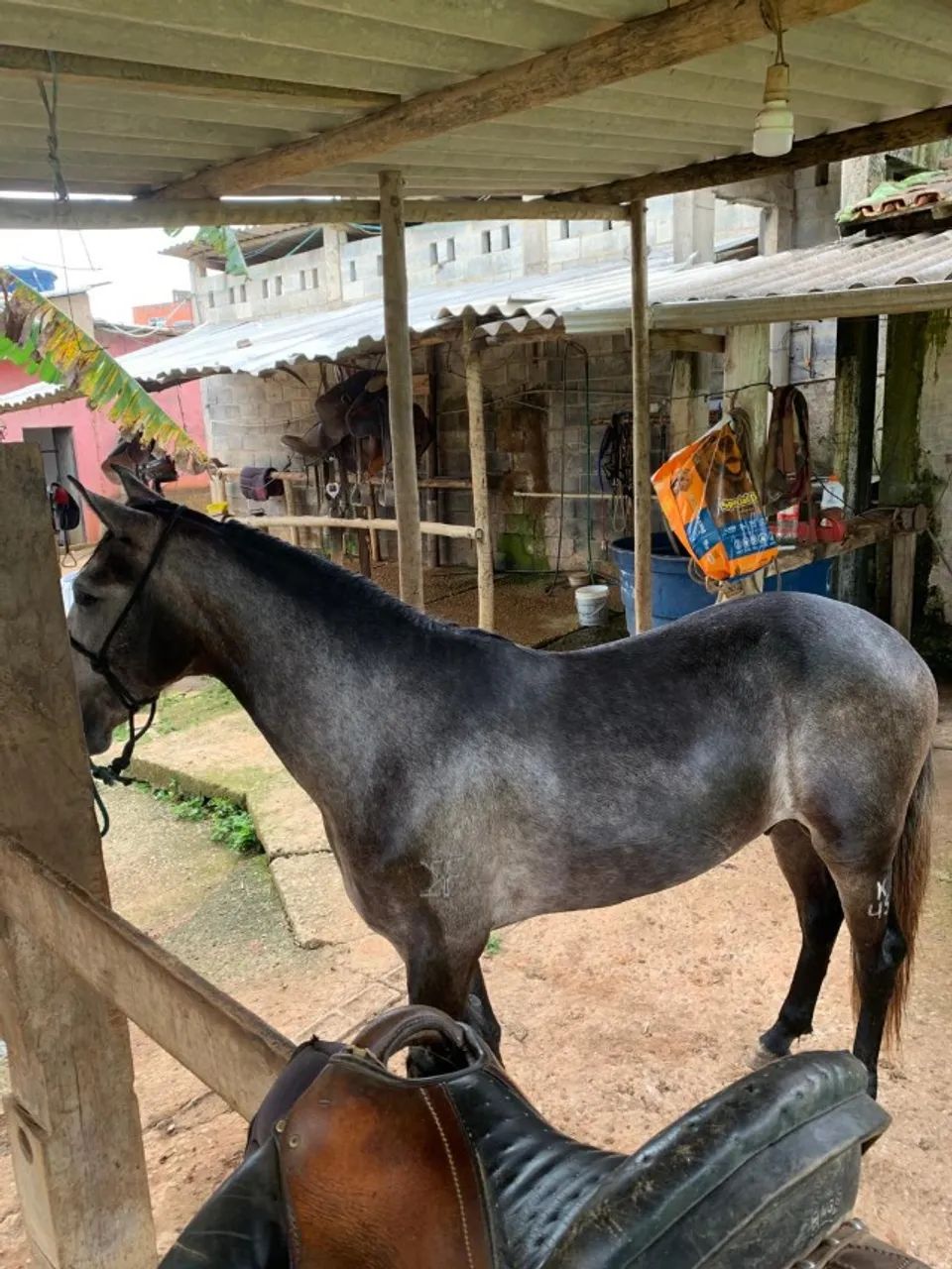 Potro manga larga  - Foto 3