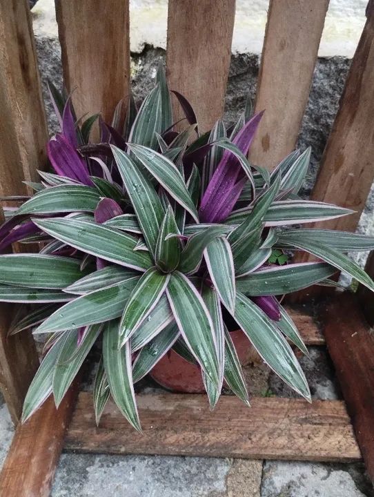 Vendo plantas de diversos tipos *Entrego só em Teresópolis  - Foto 6
