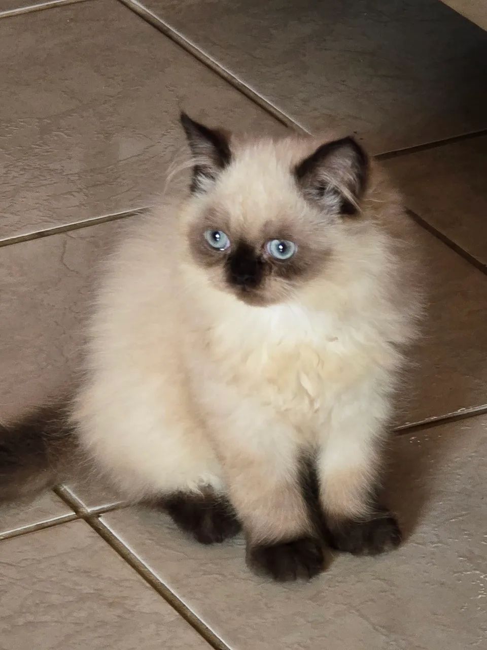 Gatinha persa Himalaia 