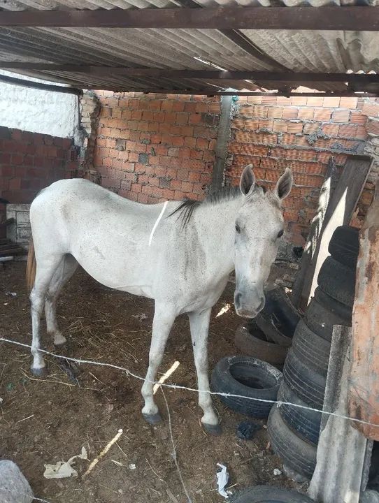 Égua de picado luxo