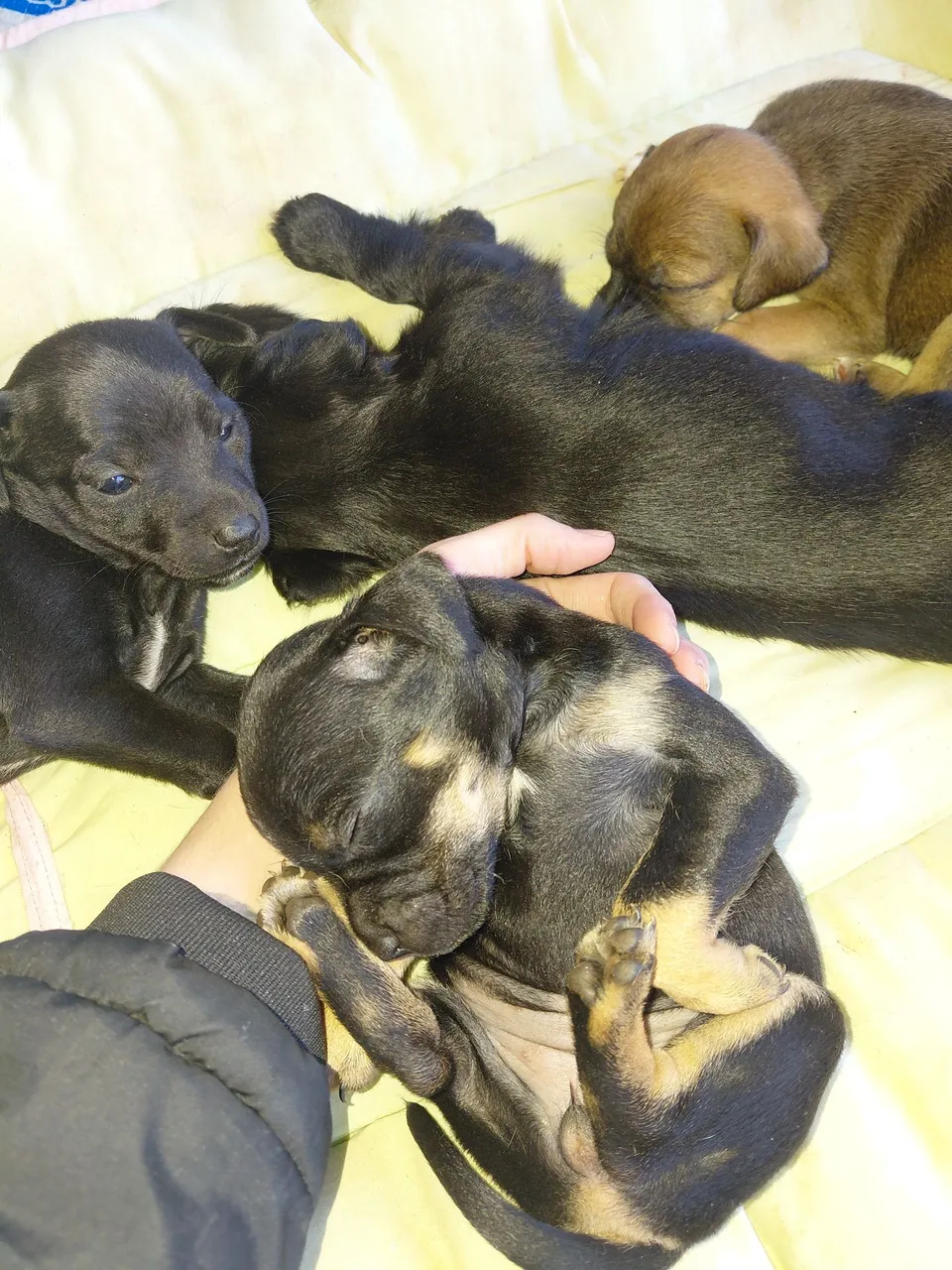 Filhotes de cachorro adoráveis para adoção