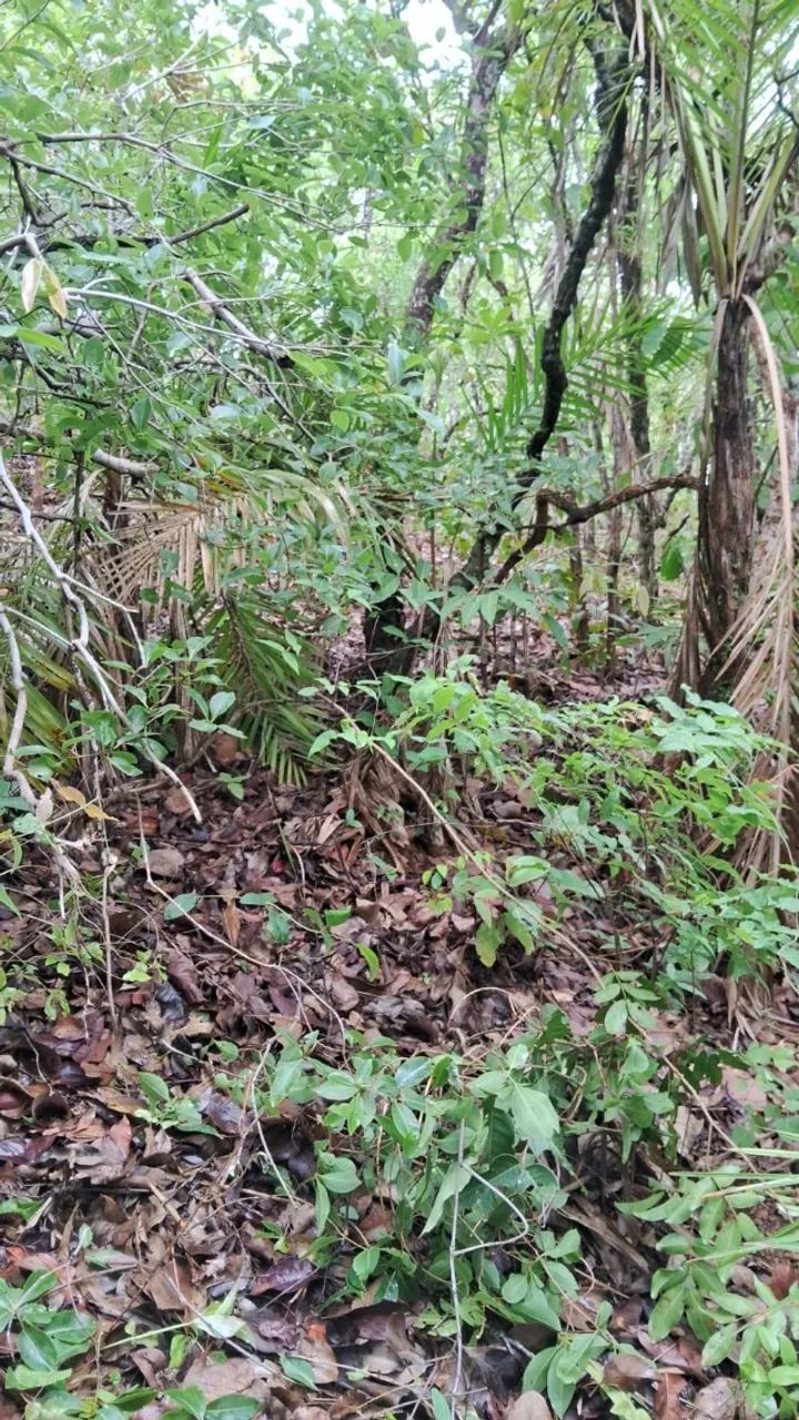 vende se chacara de 33 mil m²  - Foto 5