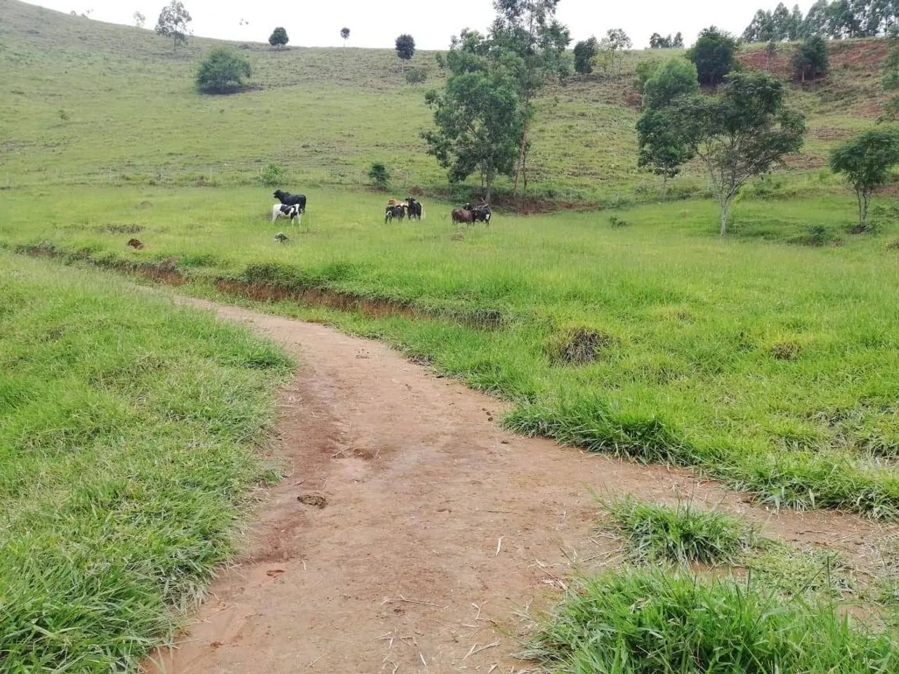 FAZENDA EM MINAS GERAIS, RICA EM AGUA E PASTOS - Foto 3