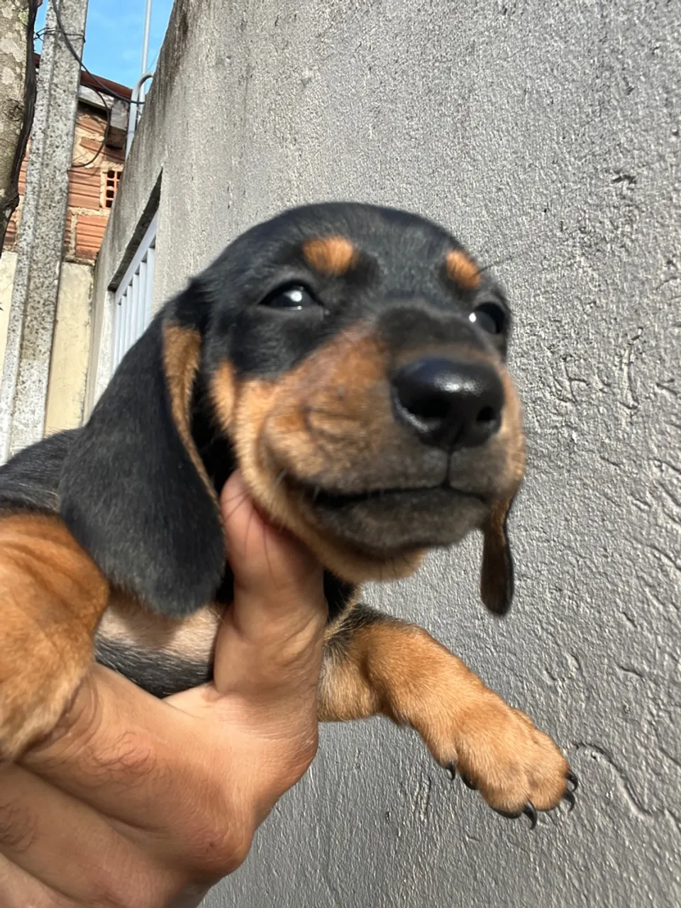 Filhote de Dachshund disponível