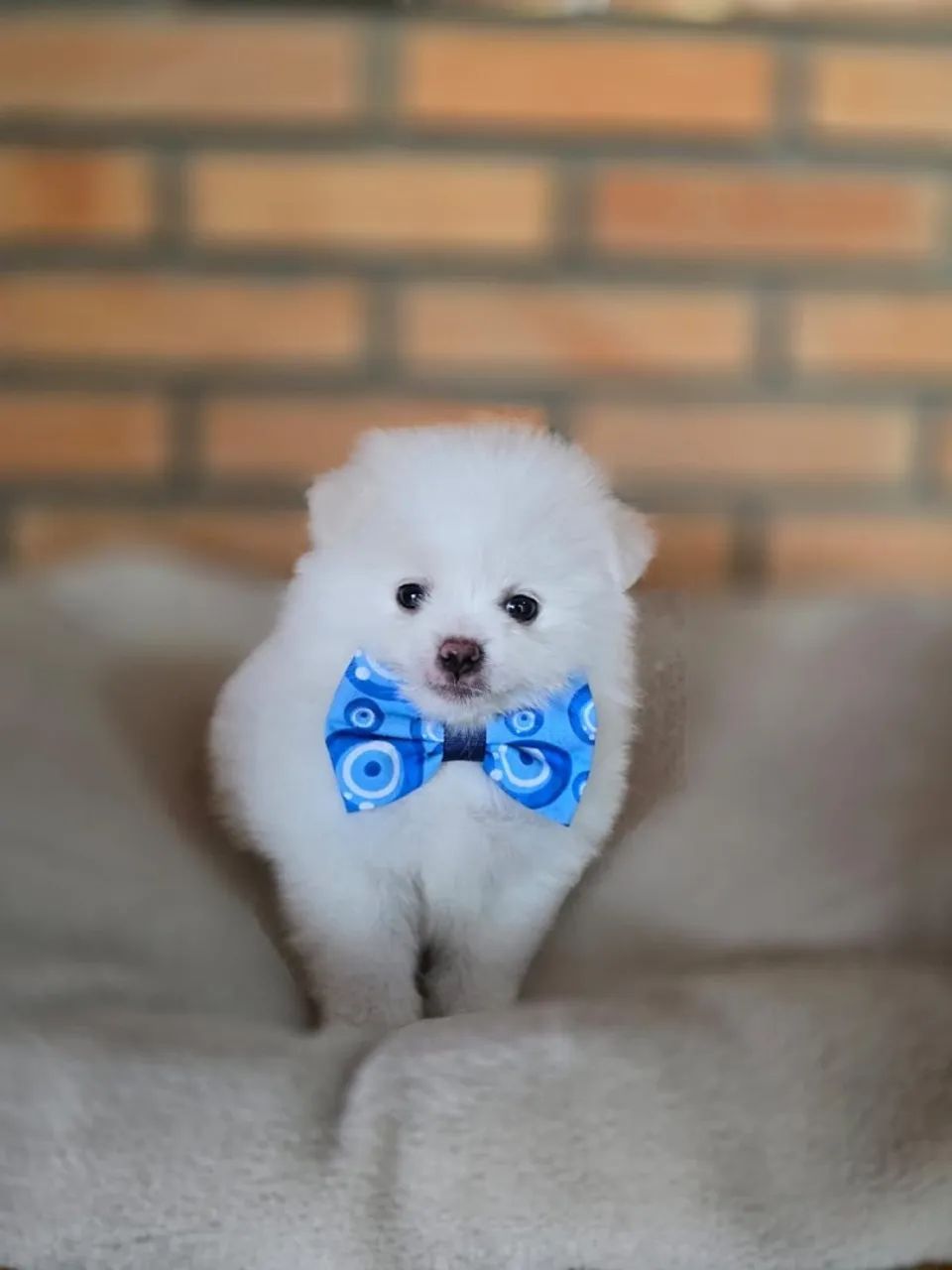 Spitz Alemão Anão  - Foto 2